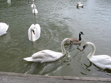Swans on Llandrindod Wells Lake